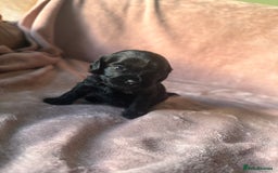 Shihpoo dogs for sale: Stunning Shihpoo’s ⭐️⭐️⭐️⭐️ - Image 5