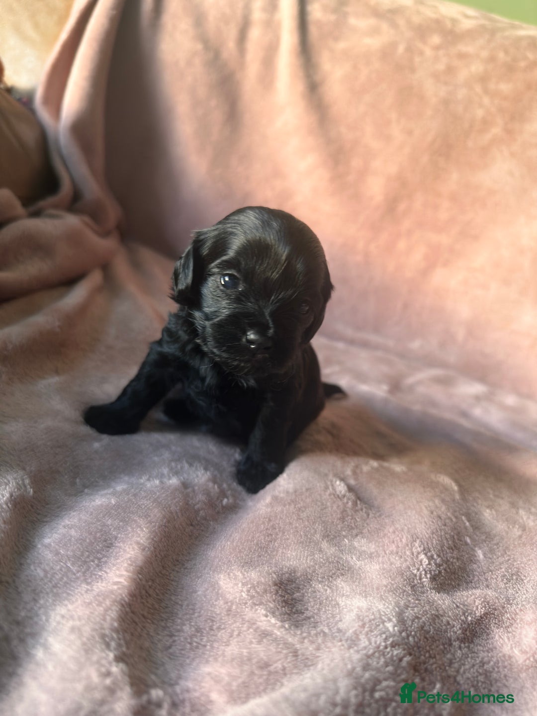 Shihpoo dogs for sale: Stunning Shihpoo’s ⭐️⭐️⭐️⭐️ - Image 5