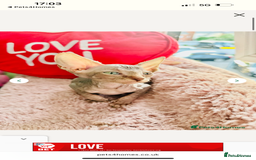 Sphynx cats for sale: Sweet Sphynx Kitten Looking for a Forever Home 🐾 - Image 8