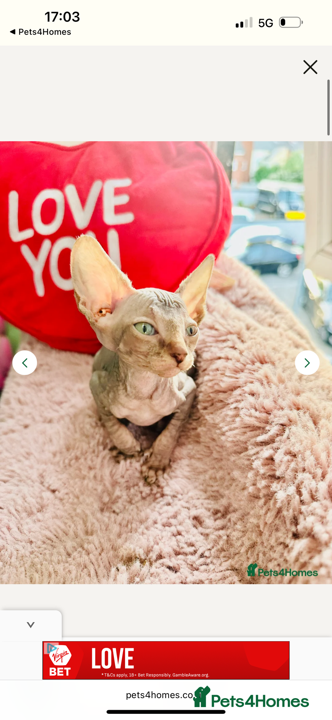 Sphynx cats for sale: Sweet Sphynx Kitten Looking for a Forever Home 🐾 - Image 8