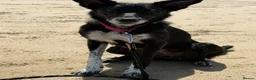 Mixed Breed dogs for sale: Female border collie cross Kelpie in Brierley Hill - Advert 2