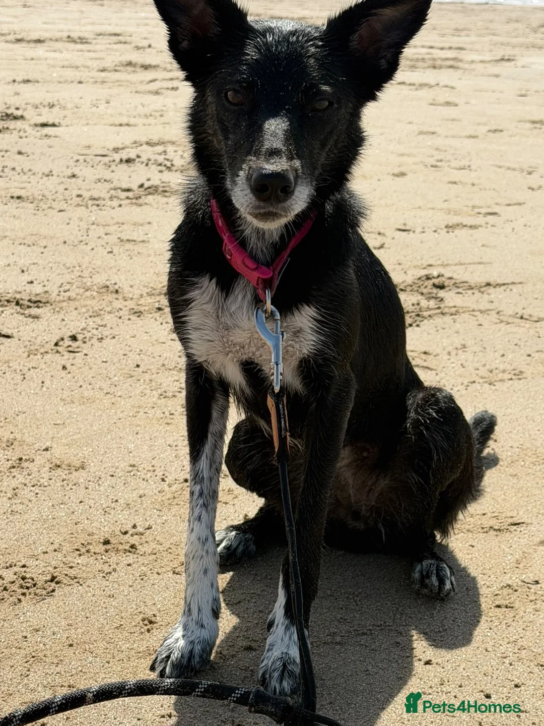 Mixed Breed dogs for sale: Female border collie cross Kelpie in Brierley Hill - Advert 2