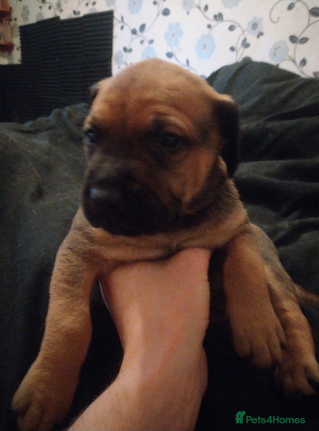 Mixed Breed dogs for sale: Mastiff cross - Advert 3