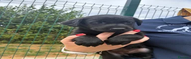 Labrador Retriever 9