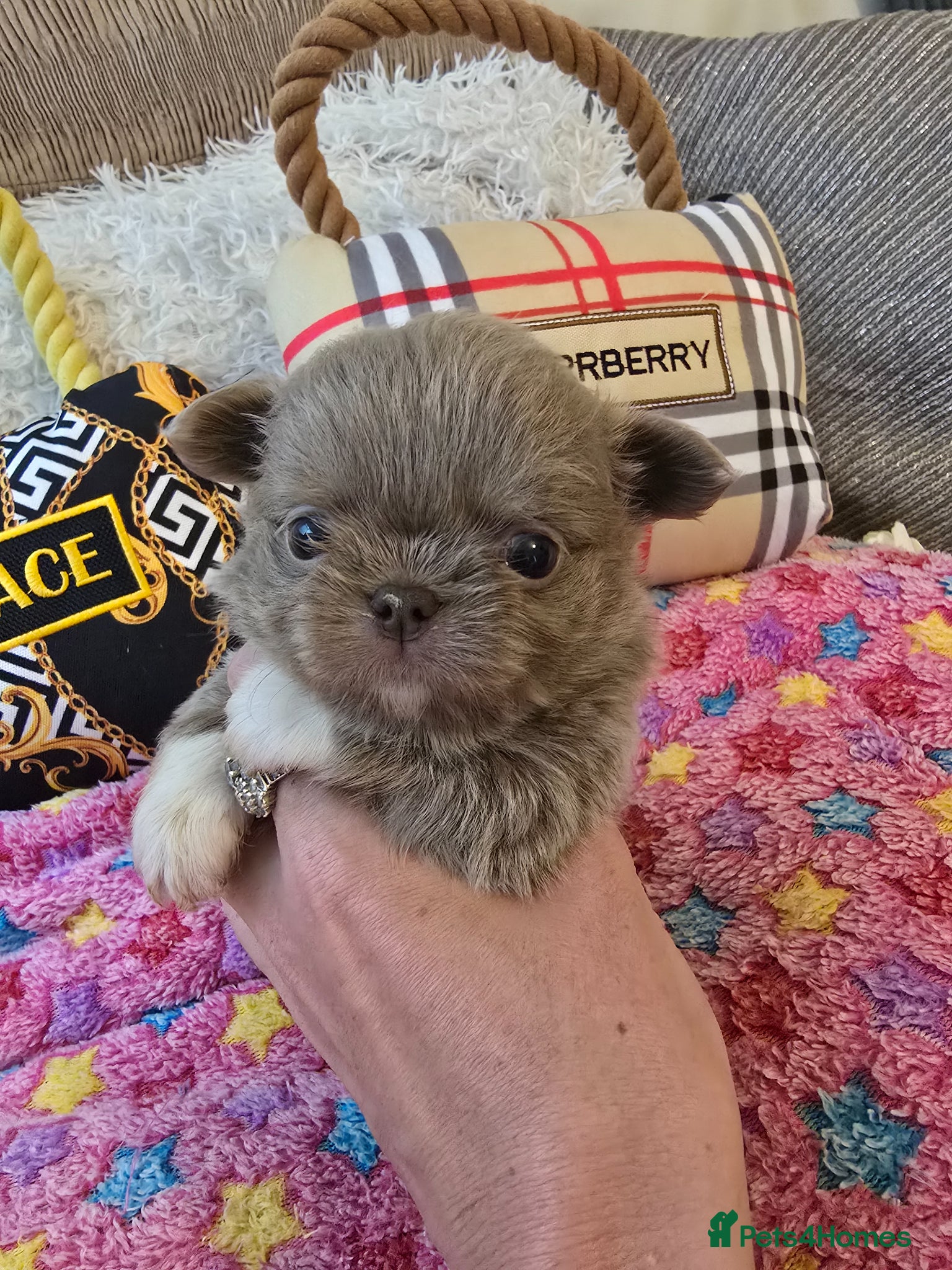 Chihuahua dogs for sale: Xx stunning kc chihuahua longcoat puppies Xx - Advert 11