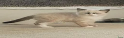 Ragdoll cats for sale: Ragdoll x BSH boy - Advert 2