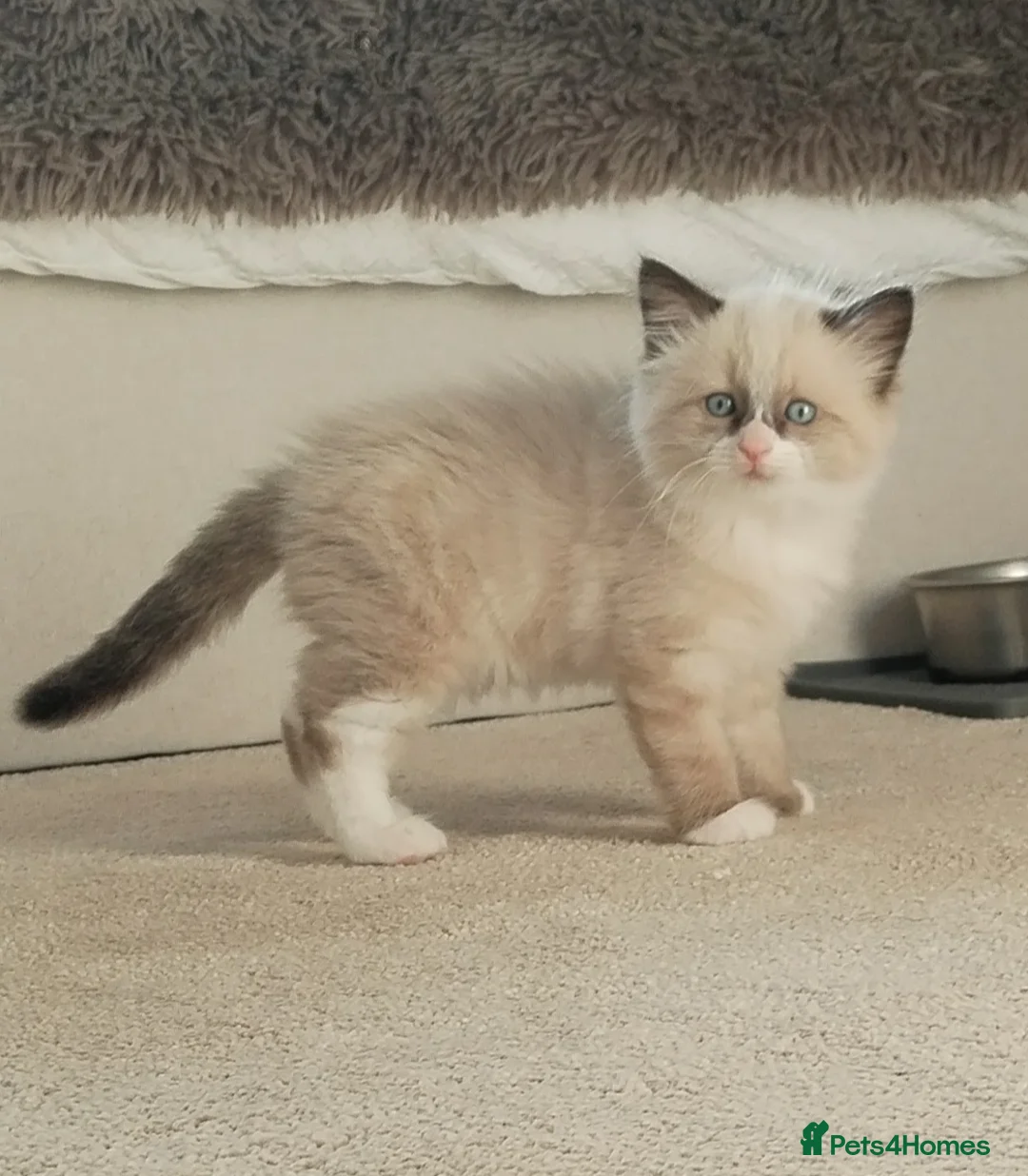 Ragdoll cats for sale: Ragdoll x BSH boy - Advert 2