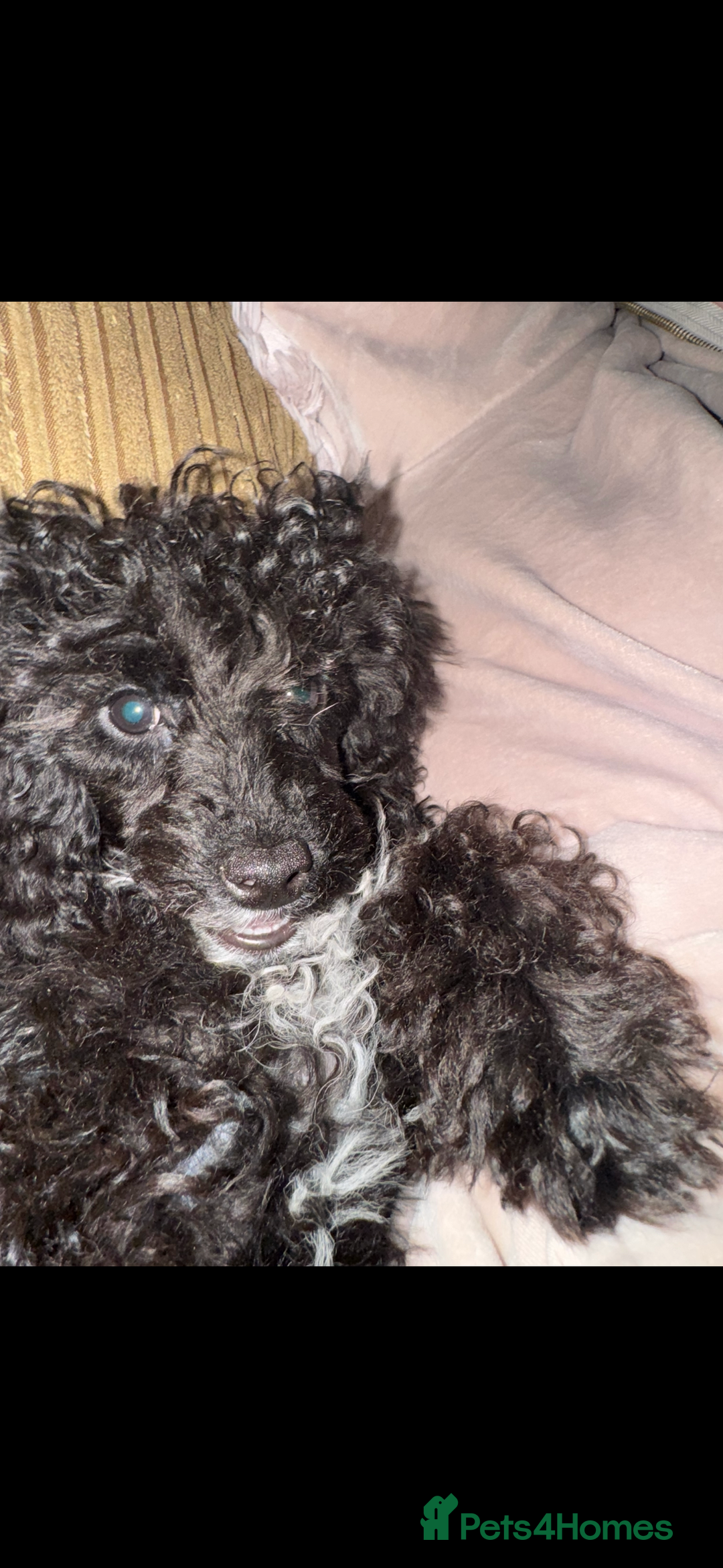Toy Poodle dogs for sale: Toy Poodle Puppy  - Advert 4