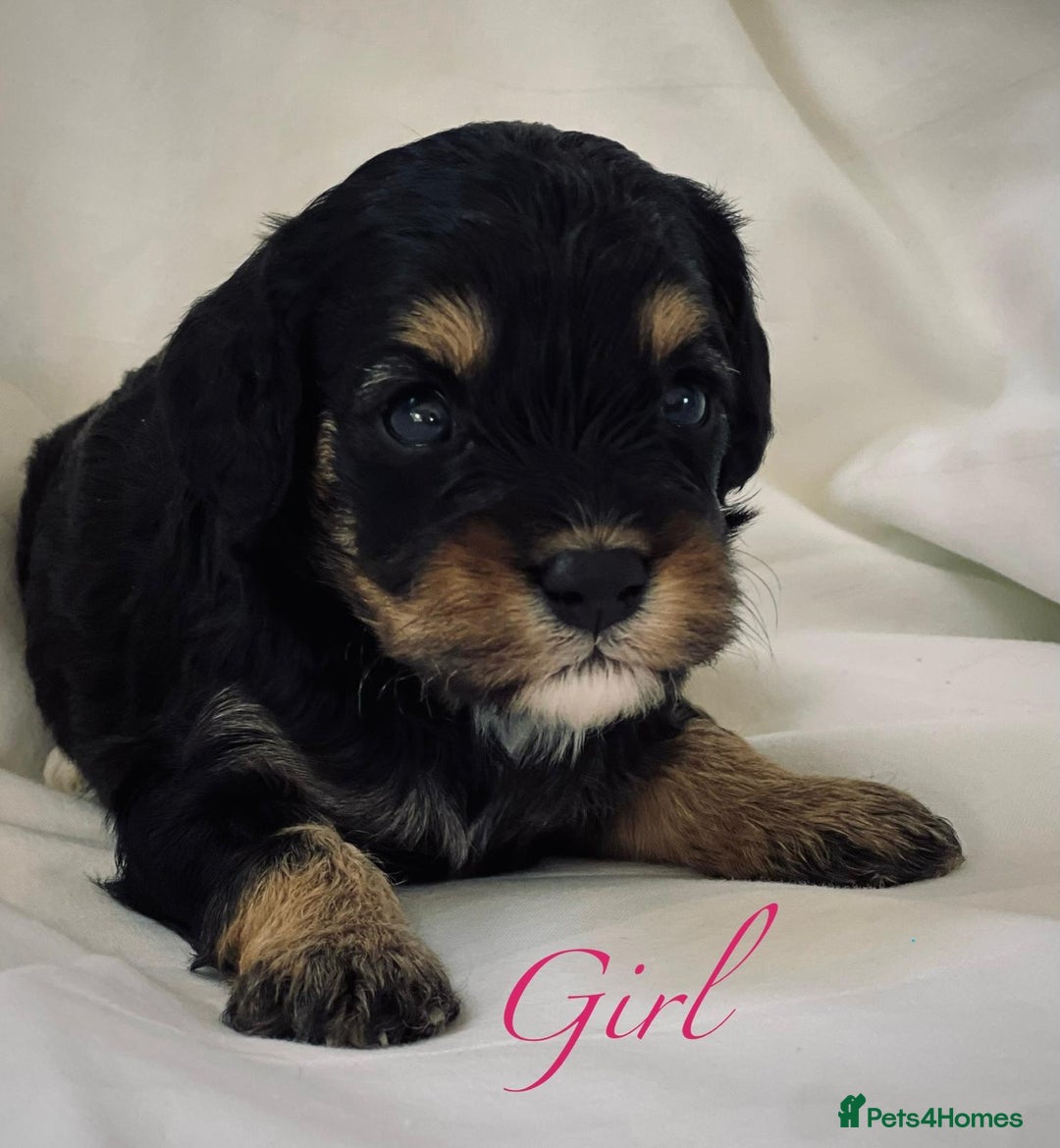 Cavapoo dogs for sale: Cavapoo puppies for sale health tested parents !! in Ashford - Image 1