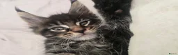 Maine Coon cats for sale:  🐾❤️ BEAUTIFUL MAINE COON KITTENS  ❤️🐾 - Advert 29
