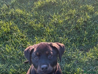 Rottweiler dogs Rottweiler - Advert 2