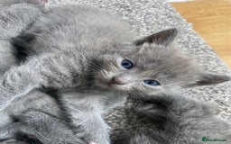 Russian Blue cats for sale: Russian Blue X British Shorthair Kittens - Image 12