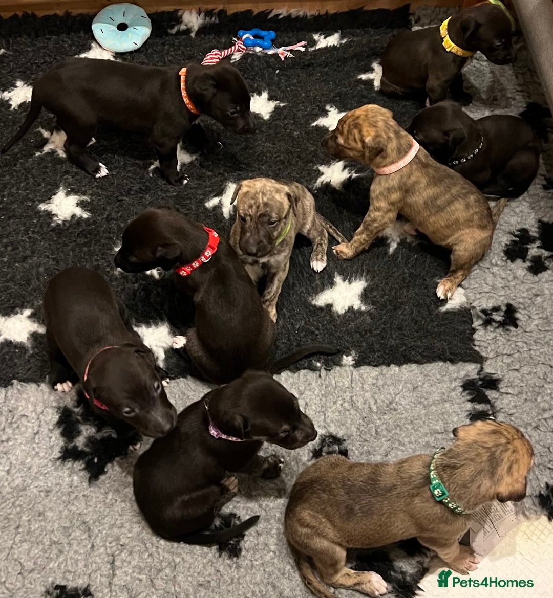 Mixed Breed dogs for sale: Lurcher Puppies - Advert 4