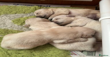 Golden Retriever dogs - Advert 5