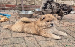 Chow Chow dogs for sale:  🐾 LAST TWO Ready to go STUNNING GIRL chow chows* - Image 33
