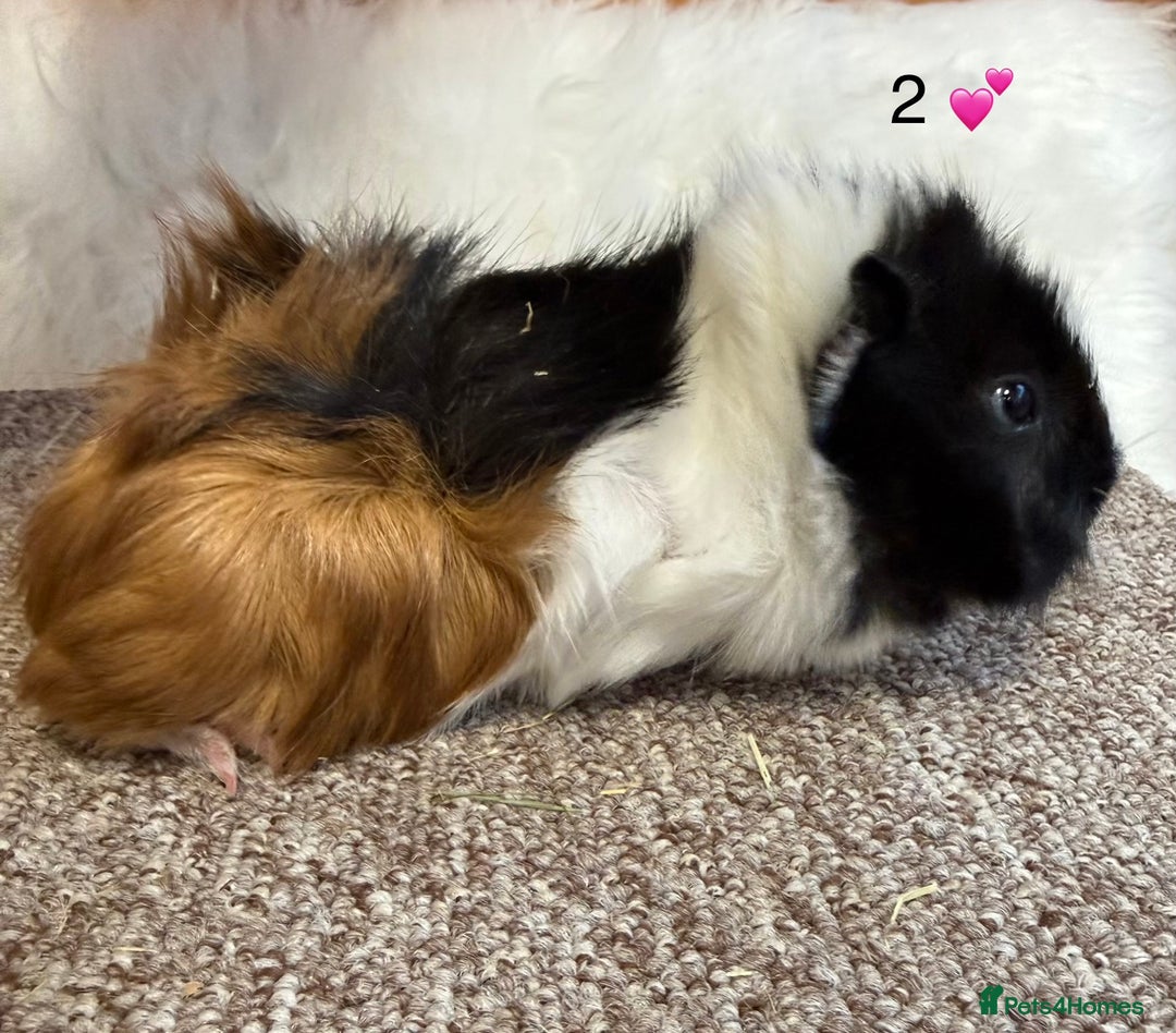 Guinea Pig rodents for sale: Funkie Sow & Boar Guinea Pigs - Advert 3