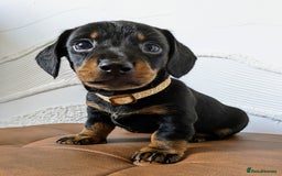 Miniature Dachshund dogs for sale: Miniature Dachshund Puppies  - Image 12
