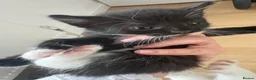 Mixed Breed cats for sale: 5 little girls  - Advert 7