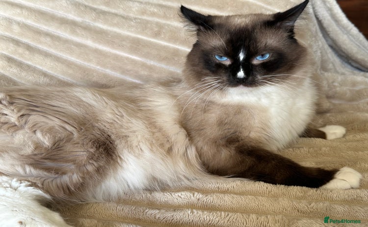 Ragdoll cats - Advert 13