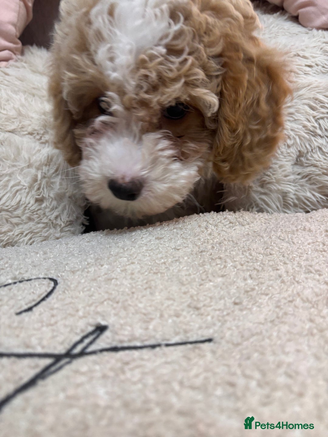Cavapoochon dogs for sale: 1 beautiful Cavapoochon girls ready now - Image 6