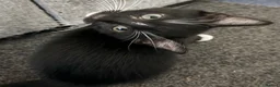 Mixed Breed cats for sale: 8 gorgeous kittens (tuxedo, tortie, tabby, black) - Advert 4