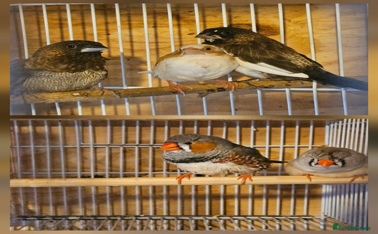 Finches birds - Advert 4
