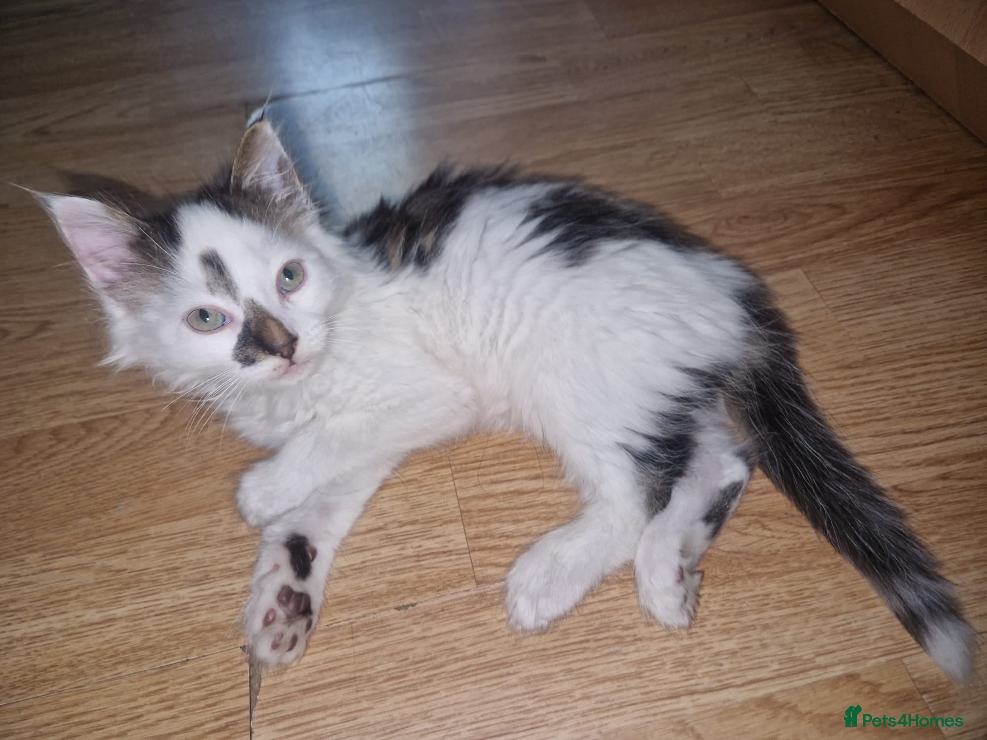Mixed Breed cats Playful Cute fluffy kitten ready for a new home - Advert 1