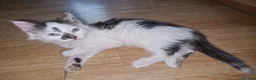 Mixed Breed cats for sale: Playful Cute fluffy kitten ready for a new home - Advert 1