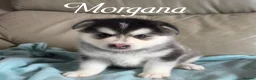Pomsky dogs for sale: F3 Pomsky Puppies - Ready Soon - Advert 16