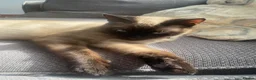 Tonkinese cats for sale: Beautiful Tonkinese boy kitten  in Southend-on-Sea - Advert 5