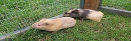 Guinea Pig rodents for sale: Male & Female guinea pigs various types & colours  - Advert 11