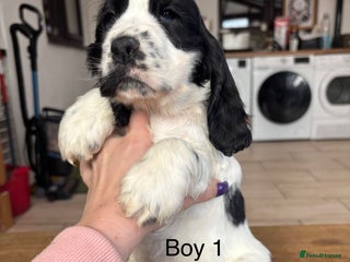 Cocker Spaniel dogs Ready now! Reduced for loving homes - Advert 1