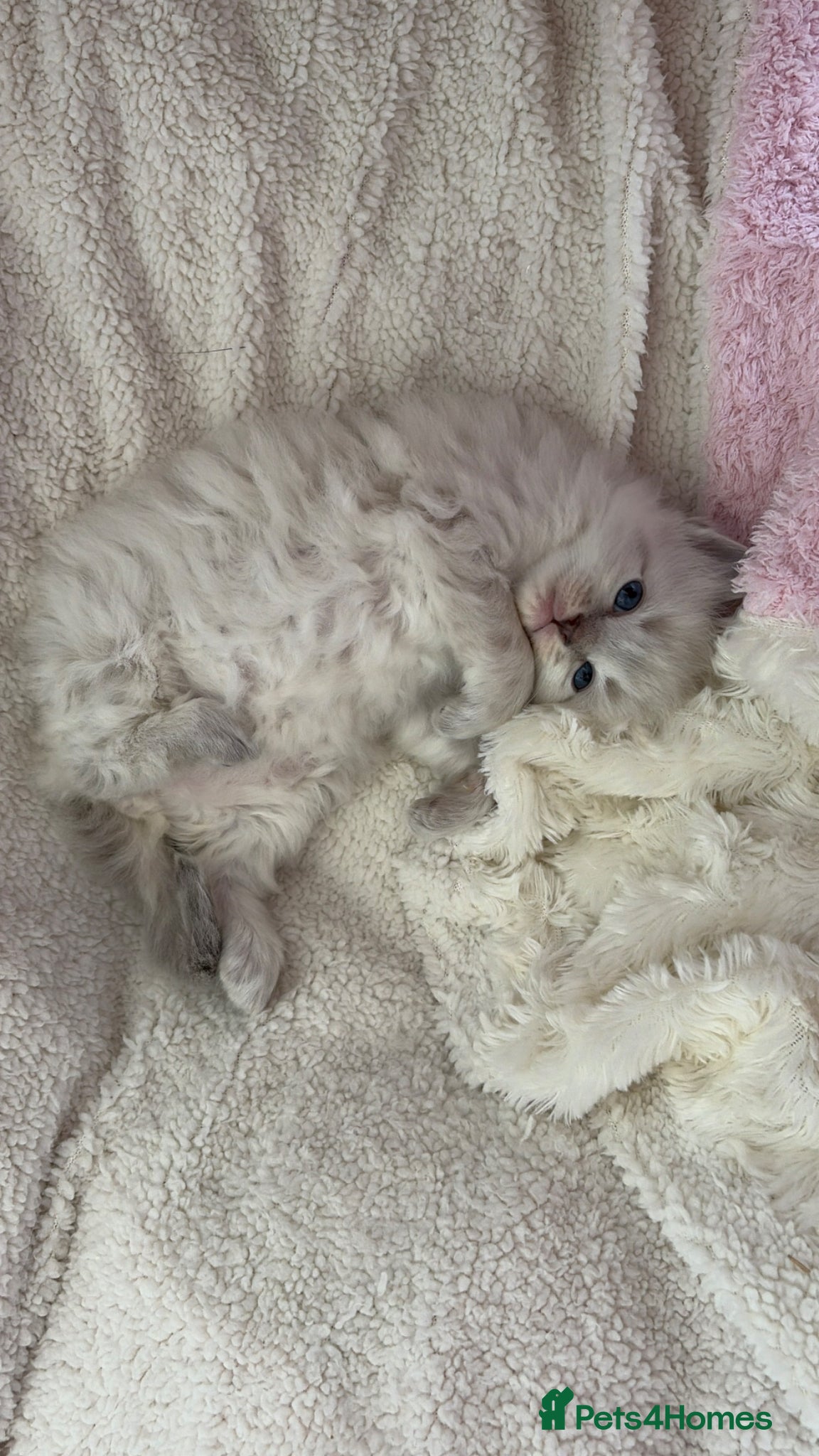 Ragdoll cats Beautiful pure bred Blue Point Ragdoll kittens  - Advert 2