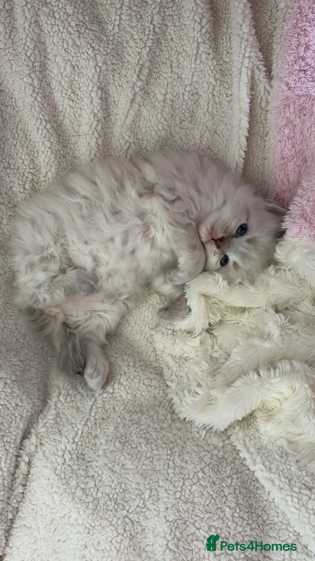 Ragdoll cats for sale: Beautiful pure bred Blue Point Ragdoll kittens  - Advert 2