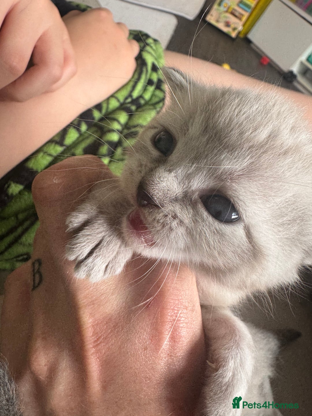 Bengal cats for sale: REDUCED Snow BengalS 1 REMAINING FEMALES REDUCED in Hook - Image 7