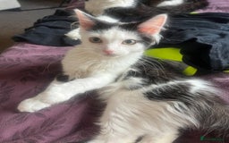 British Longhair cats for sale: 5 month old kittens for sale  - Image 4