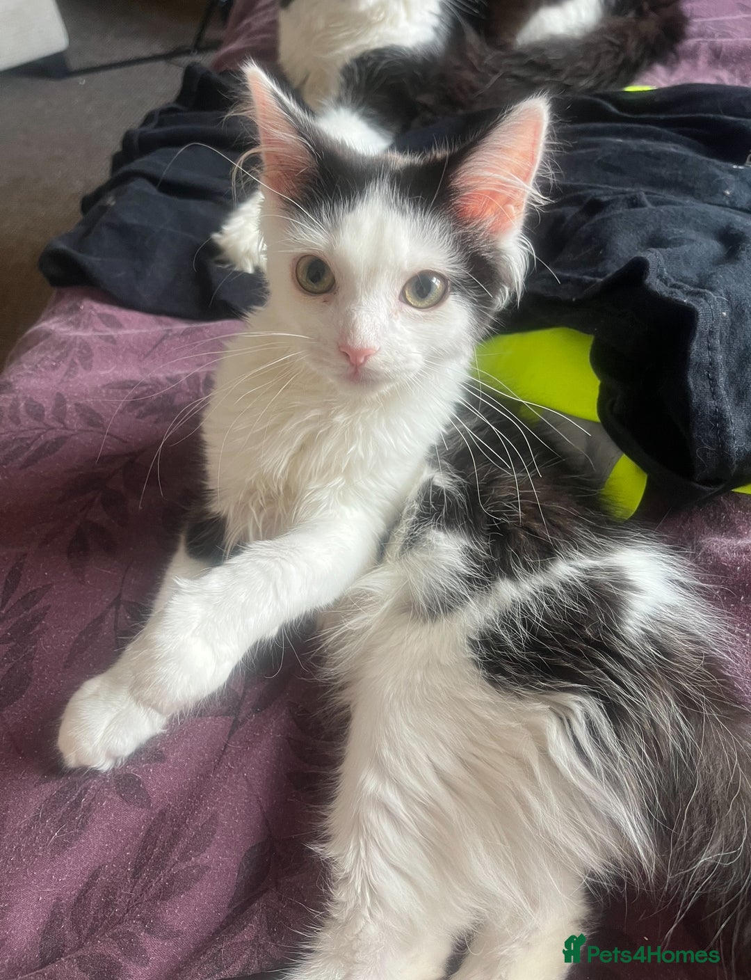 British Longhair cats for sale: 5 month old kittens for sale  - Image 4