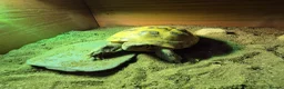 Tortoise reptiles for sale: Much-Loved Horsefield Tortoises Need New Homes in Bracknell - Advert 6