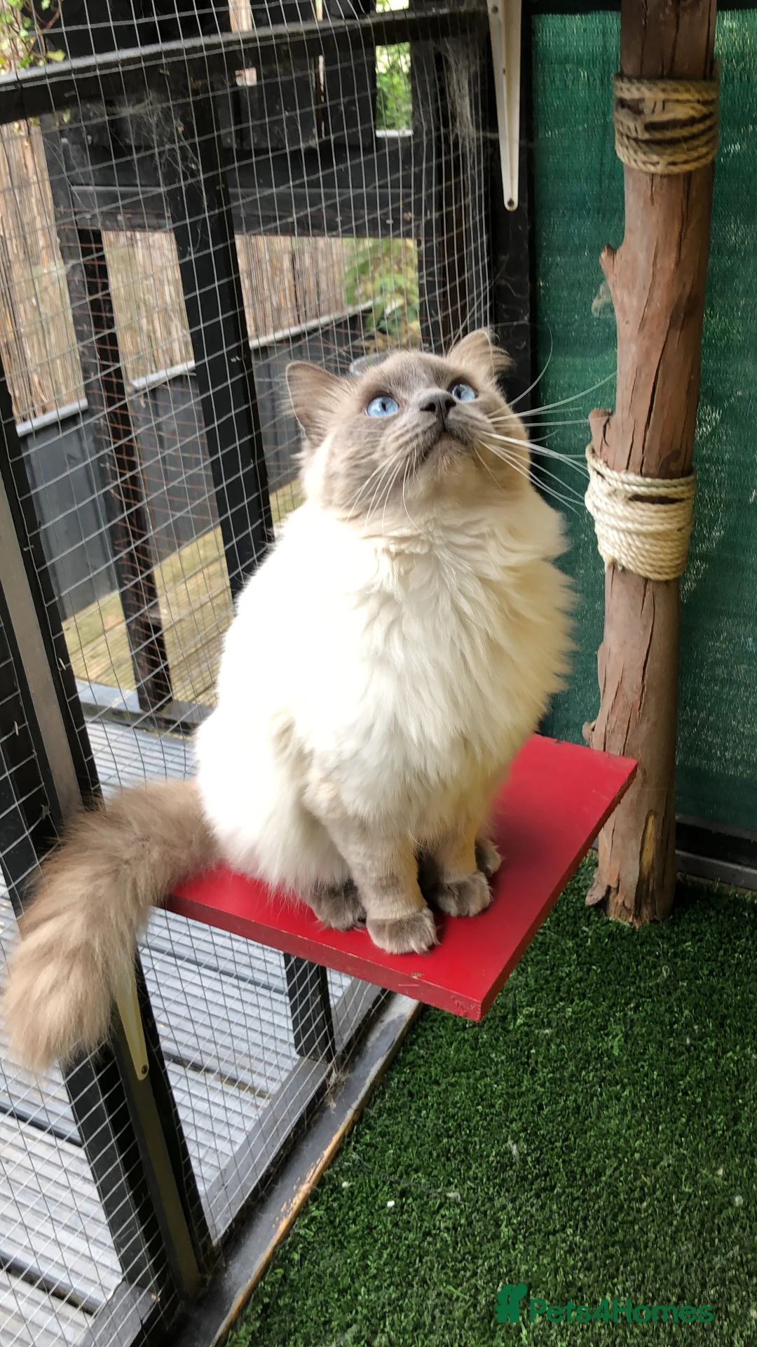 Ragdoll cats for stud: Stud Gccf Active duel Tica blue point  in Grantham - Advert 2