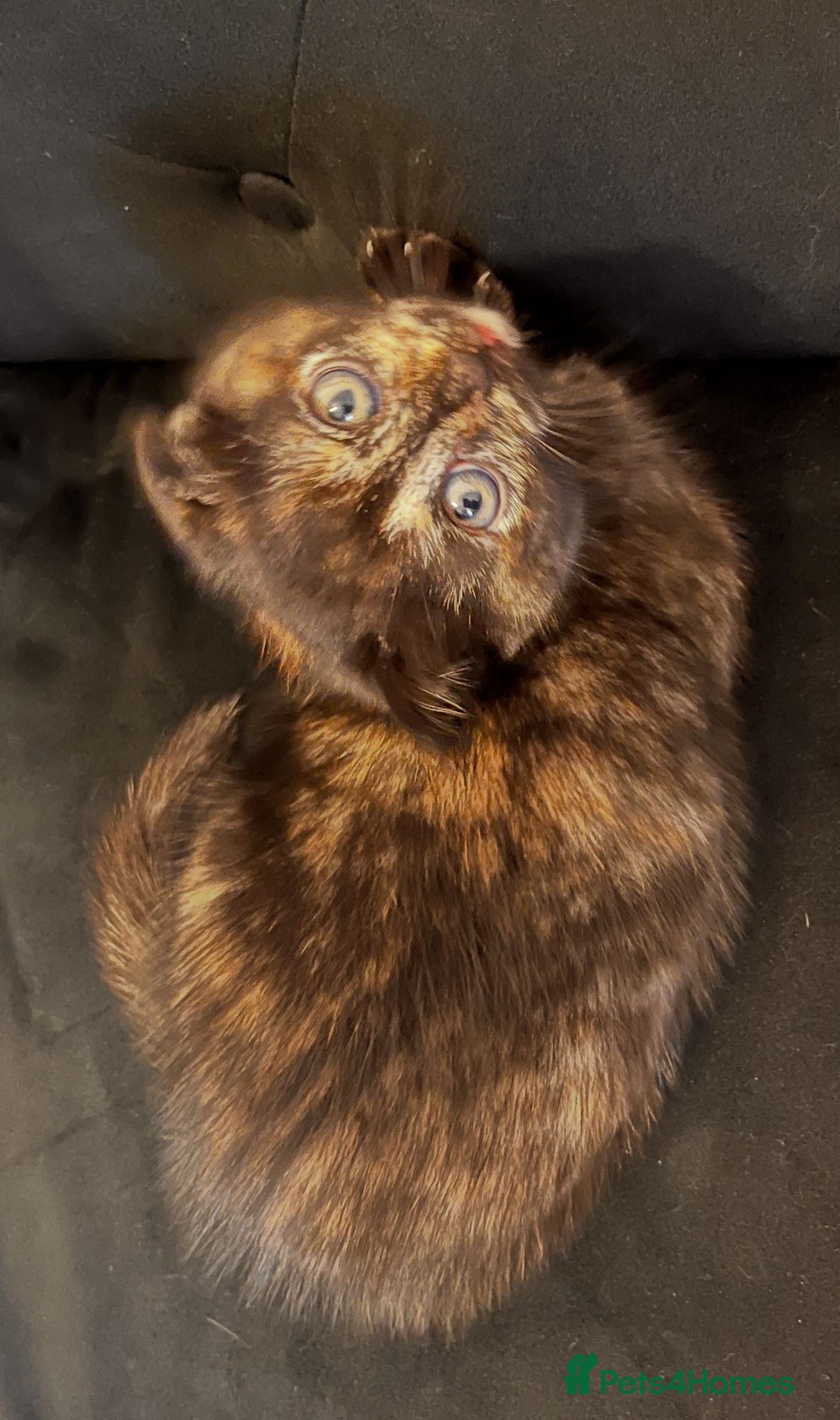 Scottish Fold cats for sale: Affordable colour fold kittens  - Advert 2