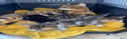 Bengal cats for sale: Beautiful kittens  - Advert 4