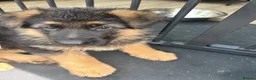 German Shepherd dogs for sale: The Quiet Look That Says “I’m Here” in Manchester - Advert 2
