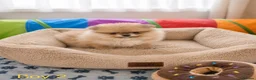 Pomeranian dogs for sale: Outstanding Quality Teddy Bears 🧸  - Advert 4