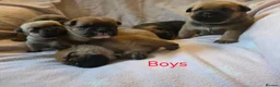 Mixed Breed dogs for sale: English Bull Chows in Basildon - Advert 7