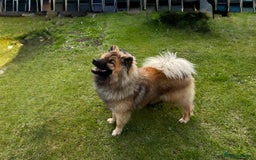 Eurasier dogs for sale: Eurasier for sale  in Peterlee - Image 1