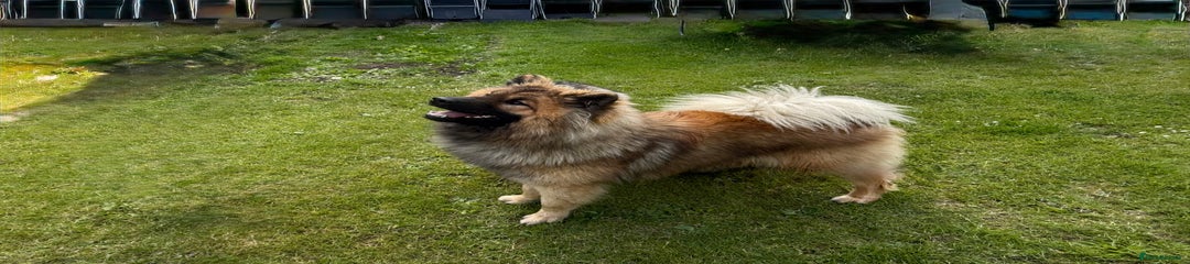 Simba 