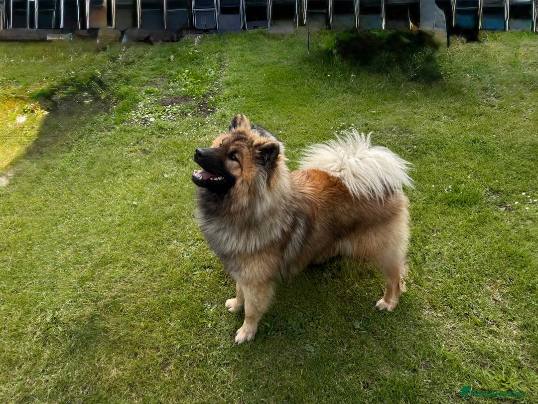 Eurasier dogs for sale: Eurasier for sale  in Peterlee - Image 1