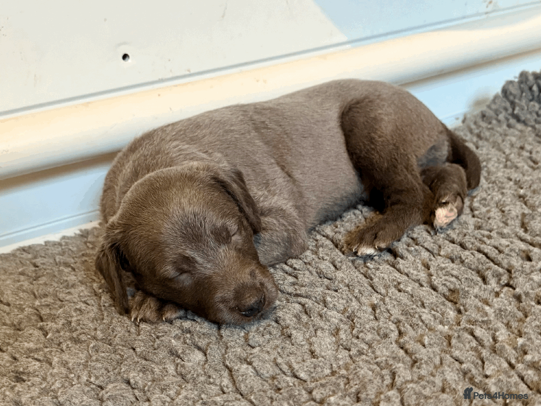 Mixed Breed dogs for sale: 5 stunning Whippet Bedlington pups available.  - Advert 9