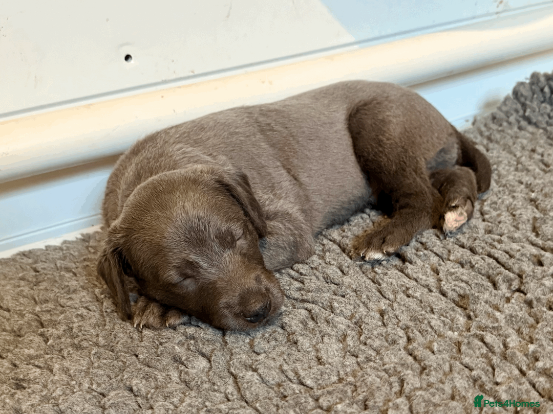 Mixed Breed dogs for sale: 5 stunning Whippet Bedlington pups.  - Advert 9