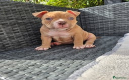 American Bully dogs for sale: 3 Stunning Pocket American bully  - Image 10